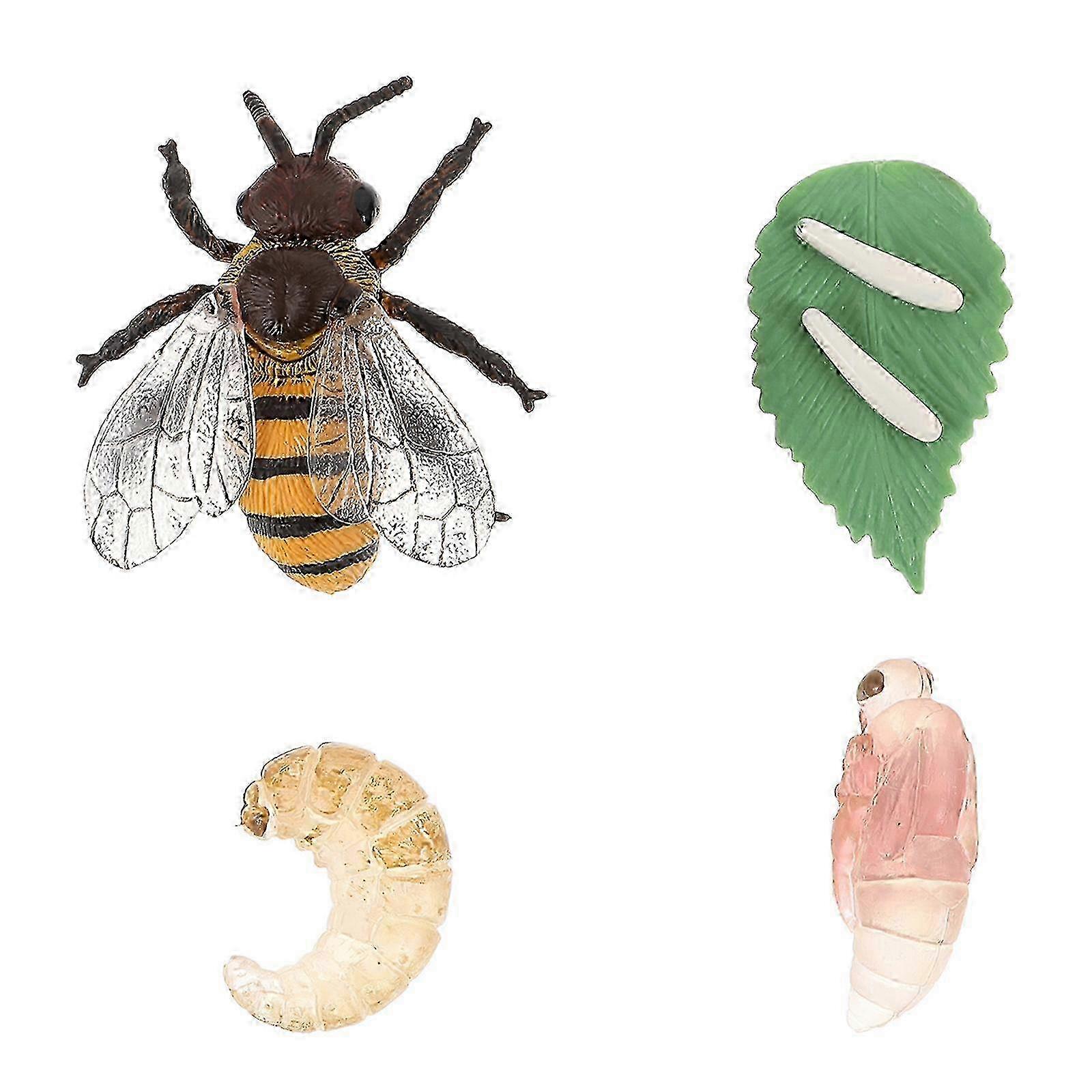 1 Set of Honey Bee Life Cycle Models Children Cognitive Toys School Teaching Props