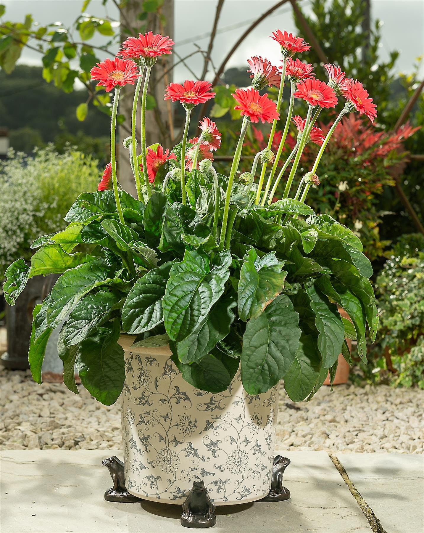 Potty Feet Decorative Frog Themed Plant Pot Feet Bronze Color Set