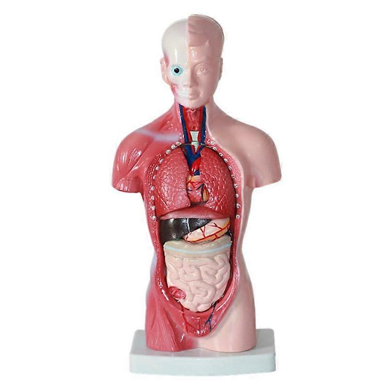 11 Inch Human Torso Body Model Anatomy Anatomical Internal Organs for Student Teaching Study Assembling Model