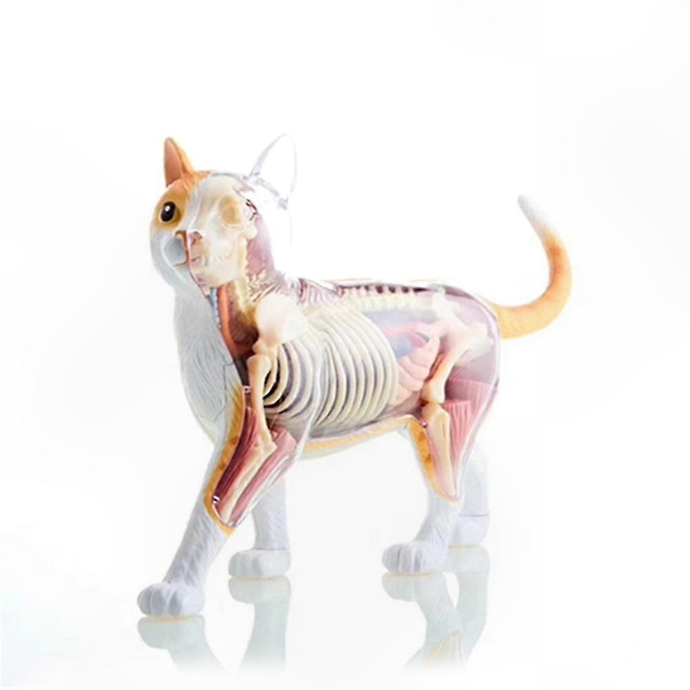 DIY Educational Teaching Aid 4D Cat Anatomy Assembling Model for Science Learning