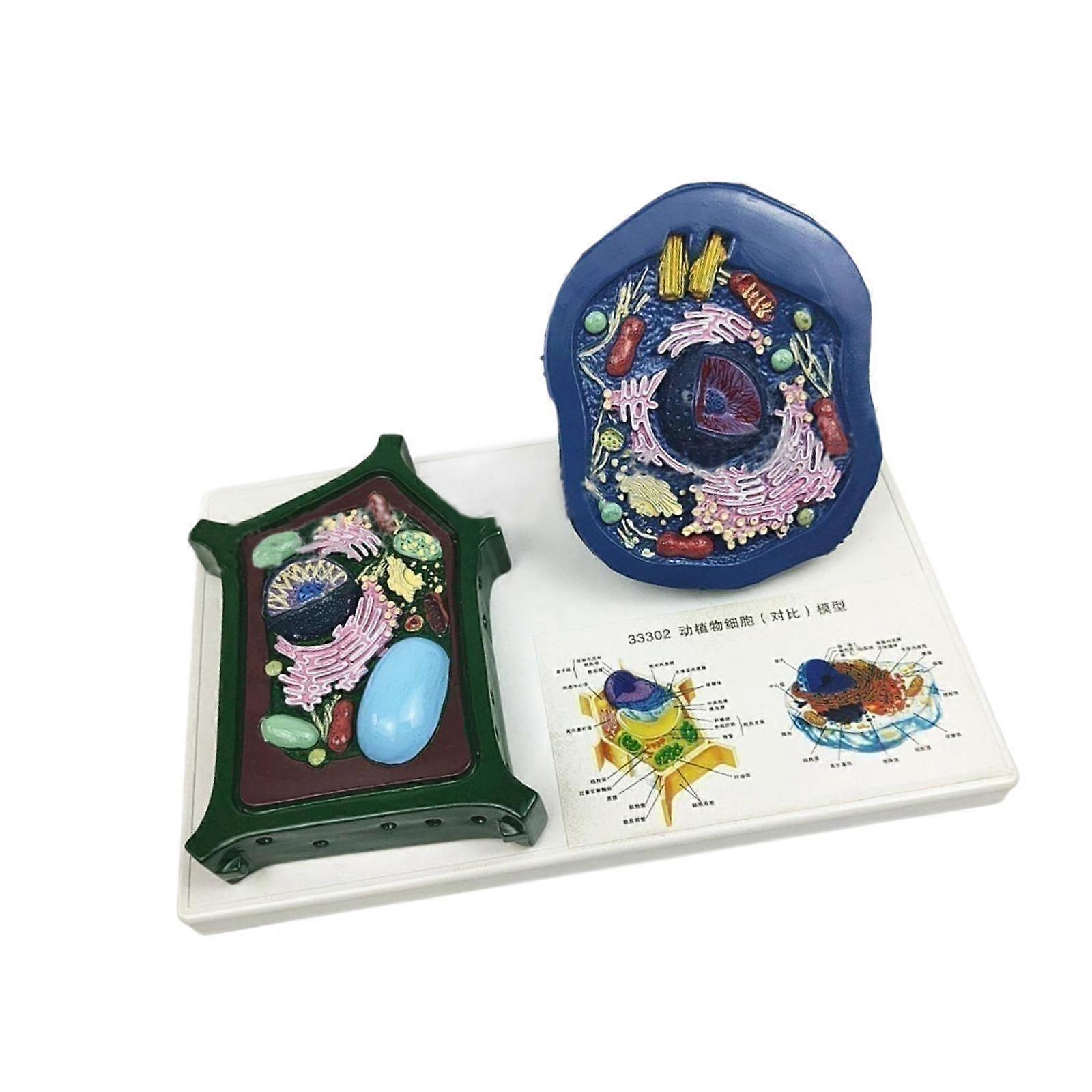 Animal and Plant Cell Model Teaching Comparative Model for Display Teaching