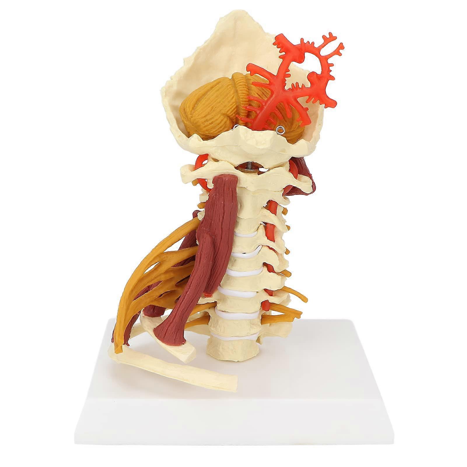 Cervical Spine Model, Removable Model of Human Spinal Nerves for Teaching Presentation of Doctor Patient Communication
