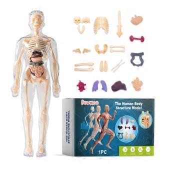 1-5 Pcs DOWMOO 28cm Human Body Model Detachable Torso Anatomy Educational Toy Detailed Skeletal Orga