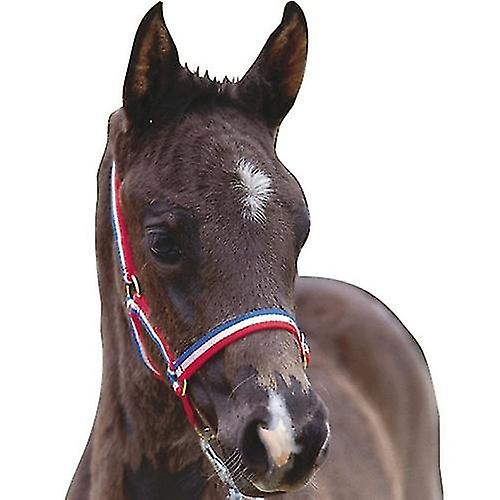 Roma Foal Headcollar