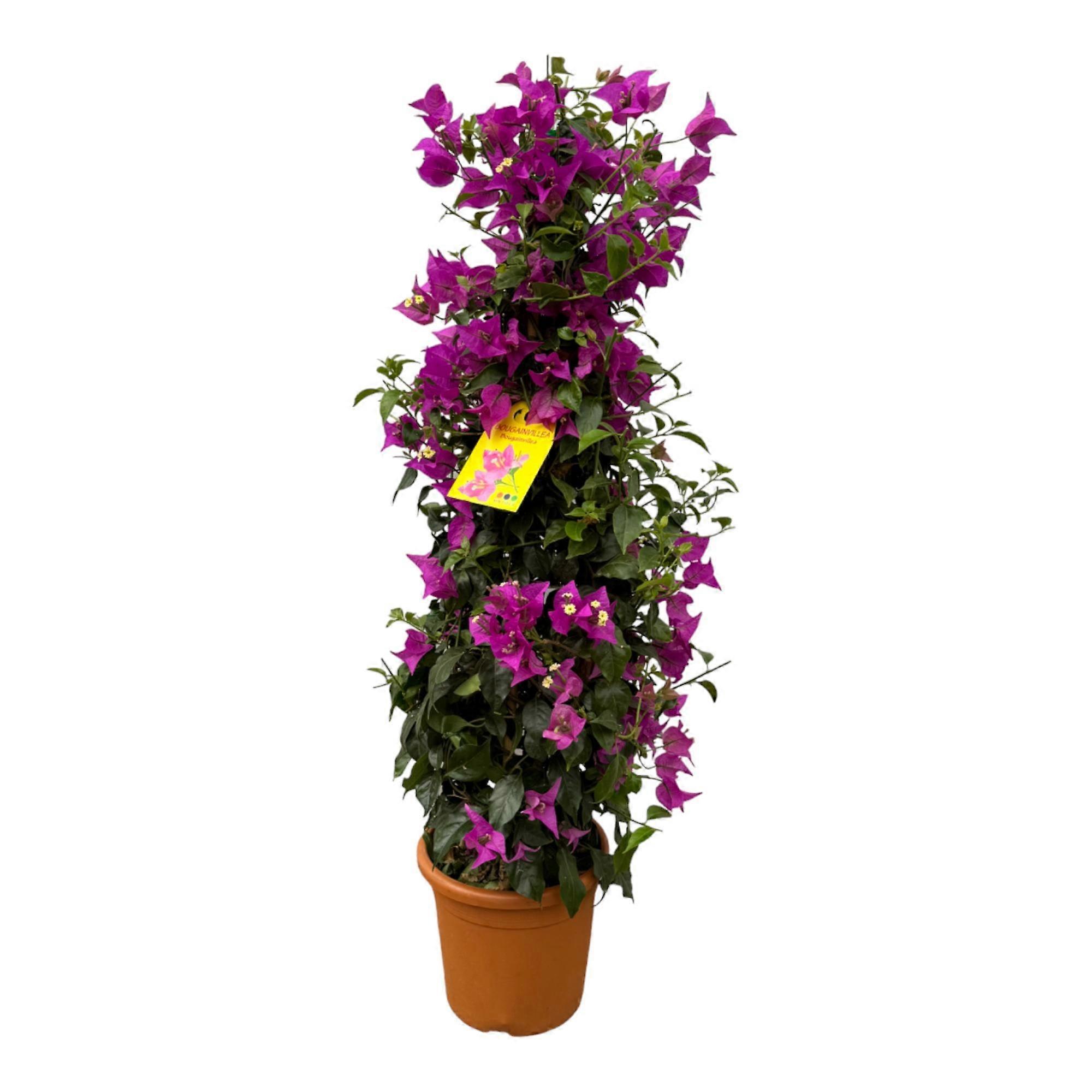 Pyramida bugenvileí - 70-80cm - Ø17cm