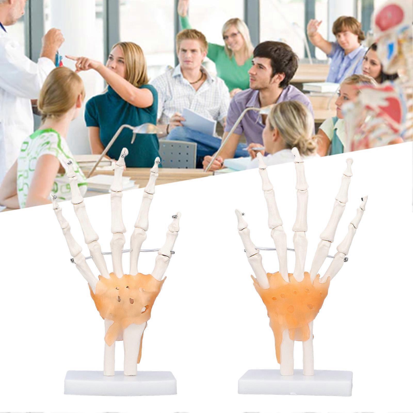 Hand Skeleton Model Life Size PVC On Base with Joints Tool for Learning Teaching 