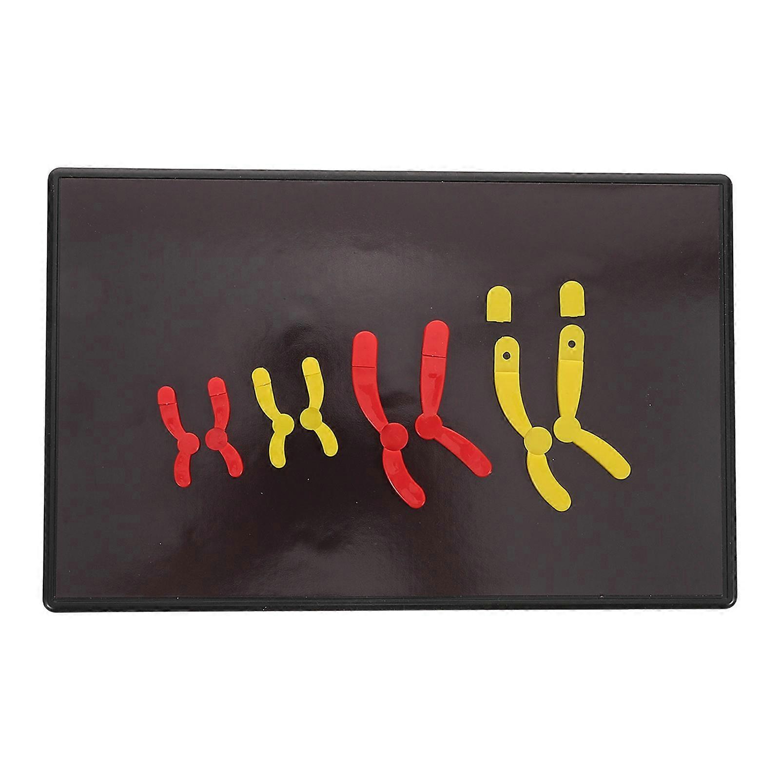 Teaching Aid For School Classroom Learning Magnetic Biology Model Assorted Color 1 Set Visual Learning Tool