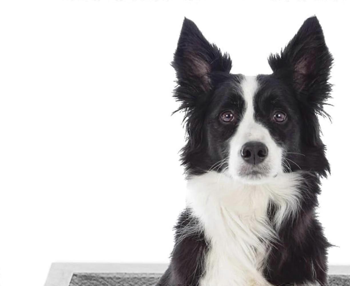 Pet Training Pads S, 33x45cm, 100 Pack for Small Dogs