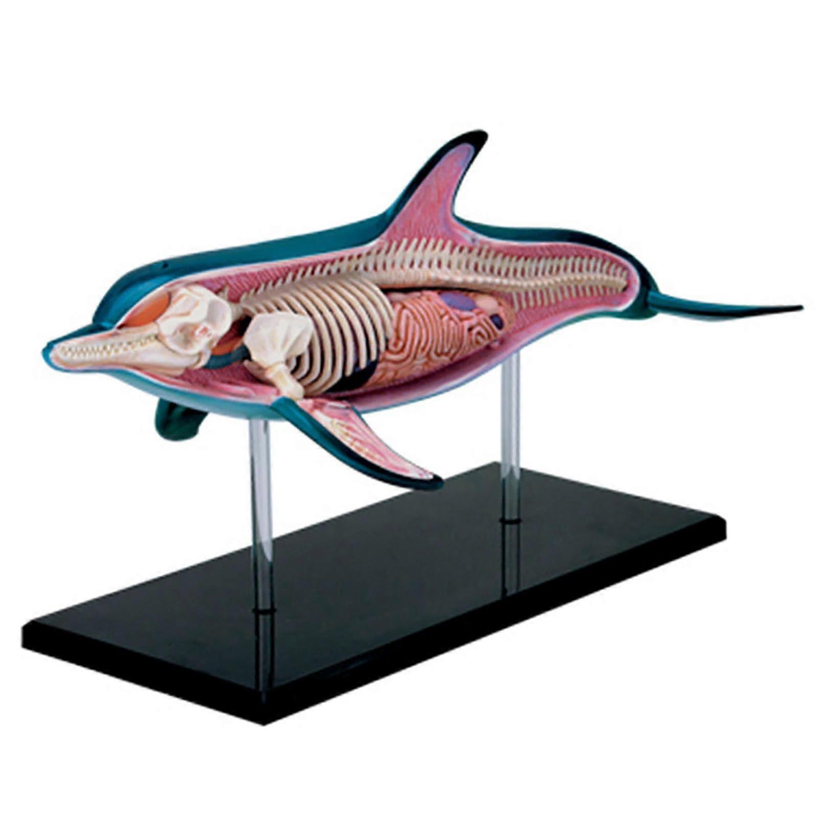 4D Dolphin Anatomy Model, Detachable 18 Part Organ Anatomy For Animal Teaching Demonstration, Science Study Tool