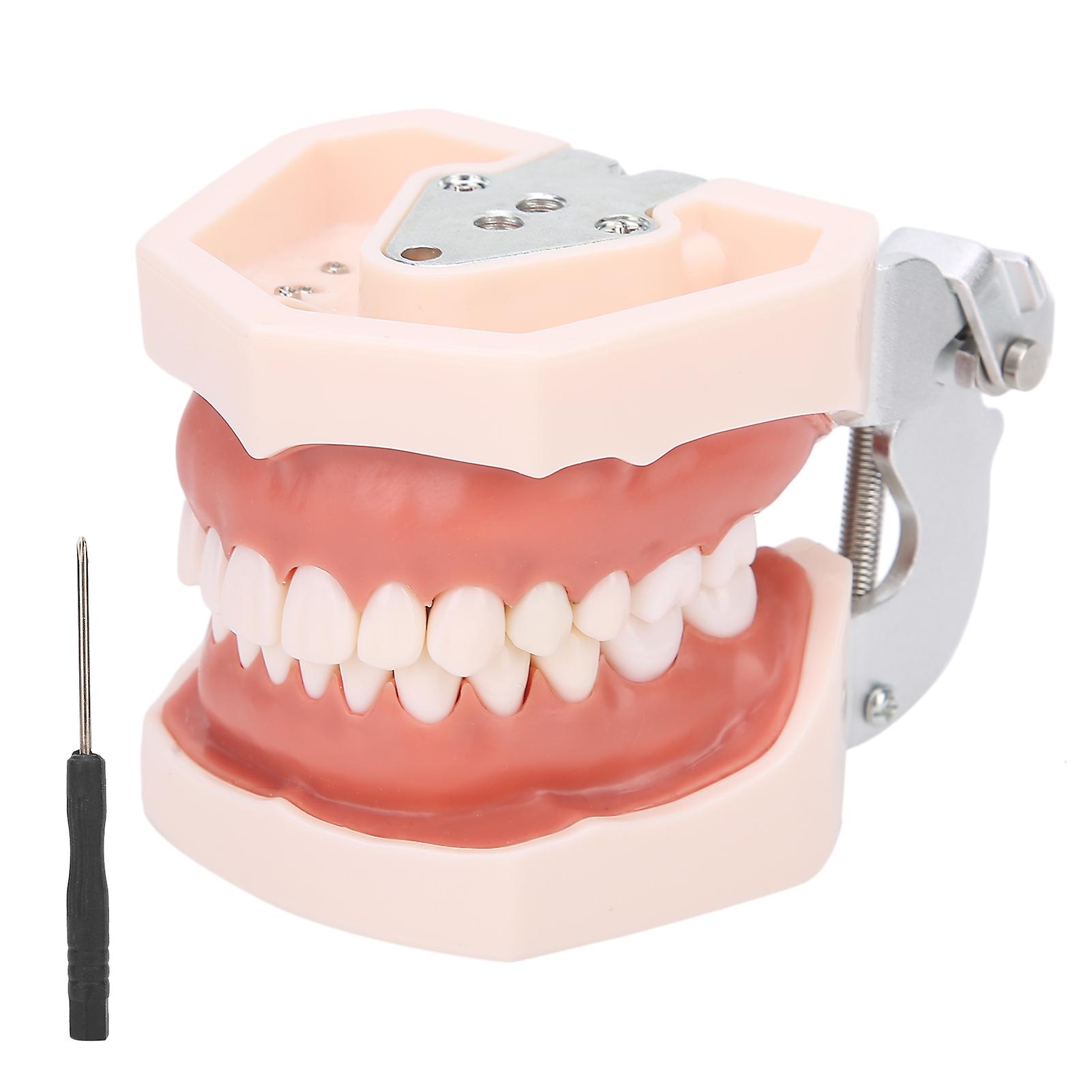 Detachable Teeth Model Simulation Dental Teeth Model for Teaching Practice with Screwdriver