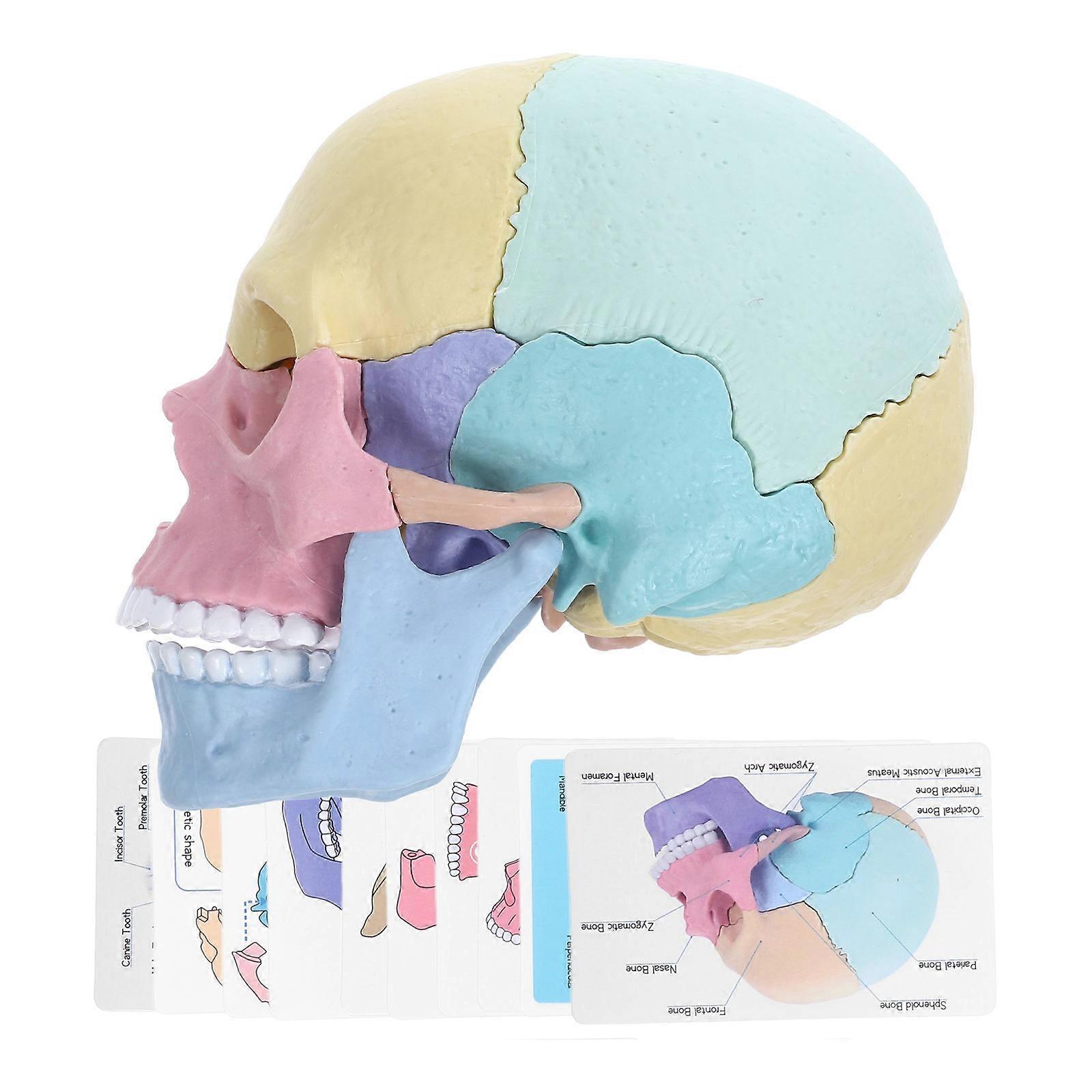 Detachable Skull Model for Teaching 2Pcs Human Anatomy Plastic Skull