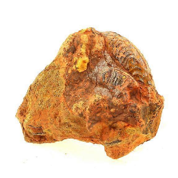 Fossil Grammoceras Penestriatulum 2803.0 克拉（7.5 厘米）