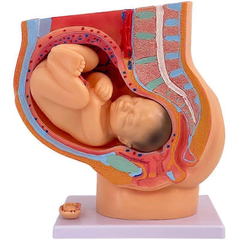 Female Pregnancy Pelvis Anatomical Model, Human Uterus Model with Removable NineMonth Fetus, Birth Preparation Model