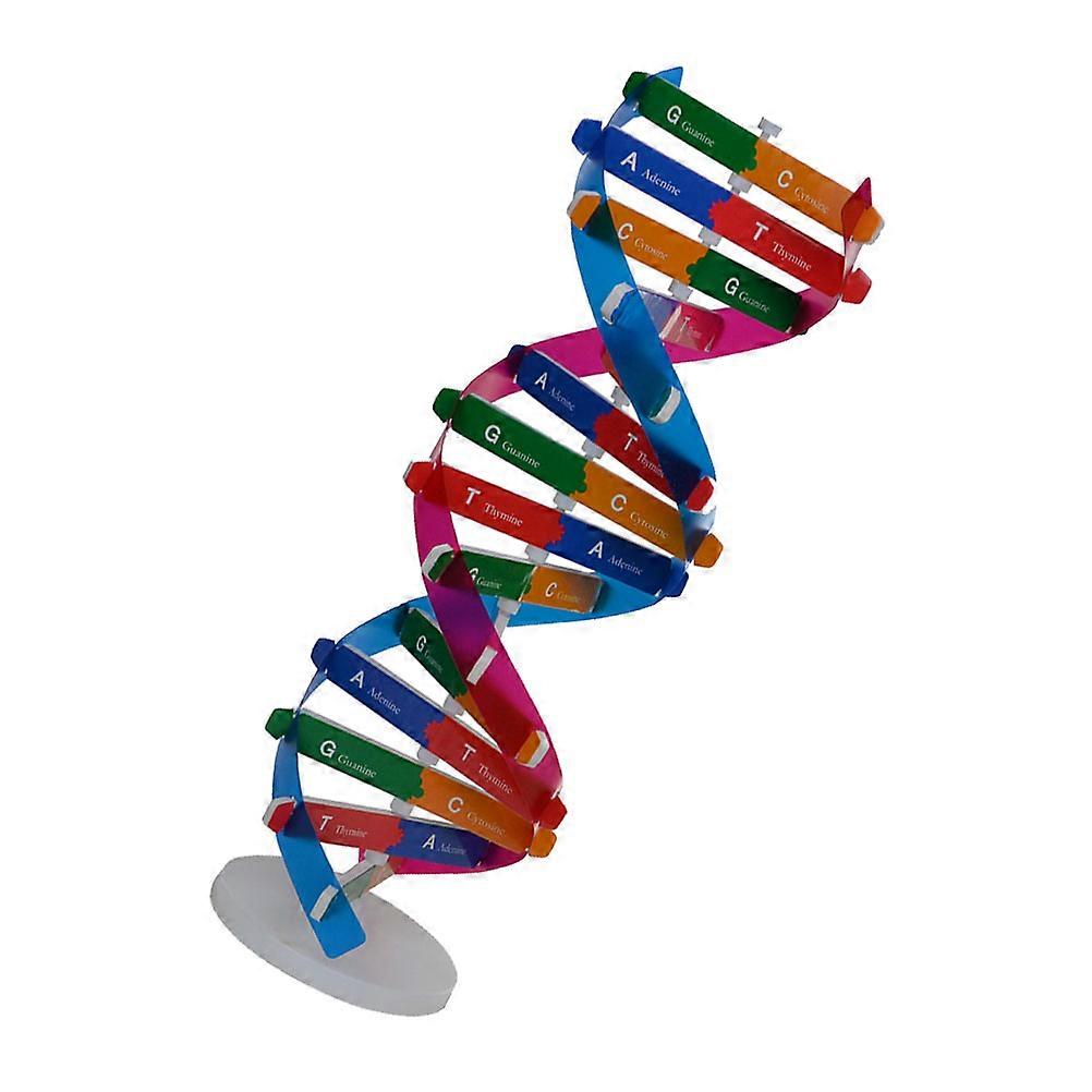 Dna Double Helix Model Biological Science Experiment Tool For School Office Multi 3311.3cm Learning Tool 1Set