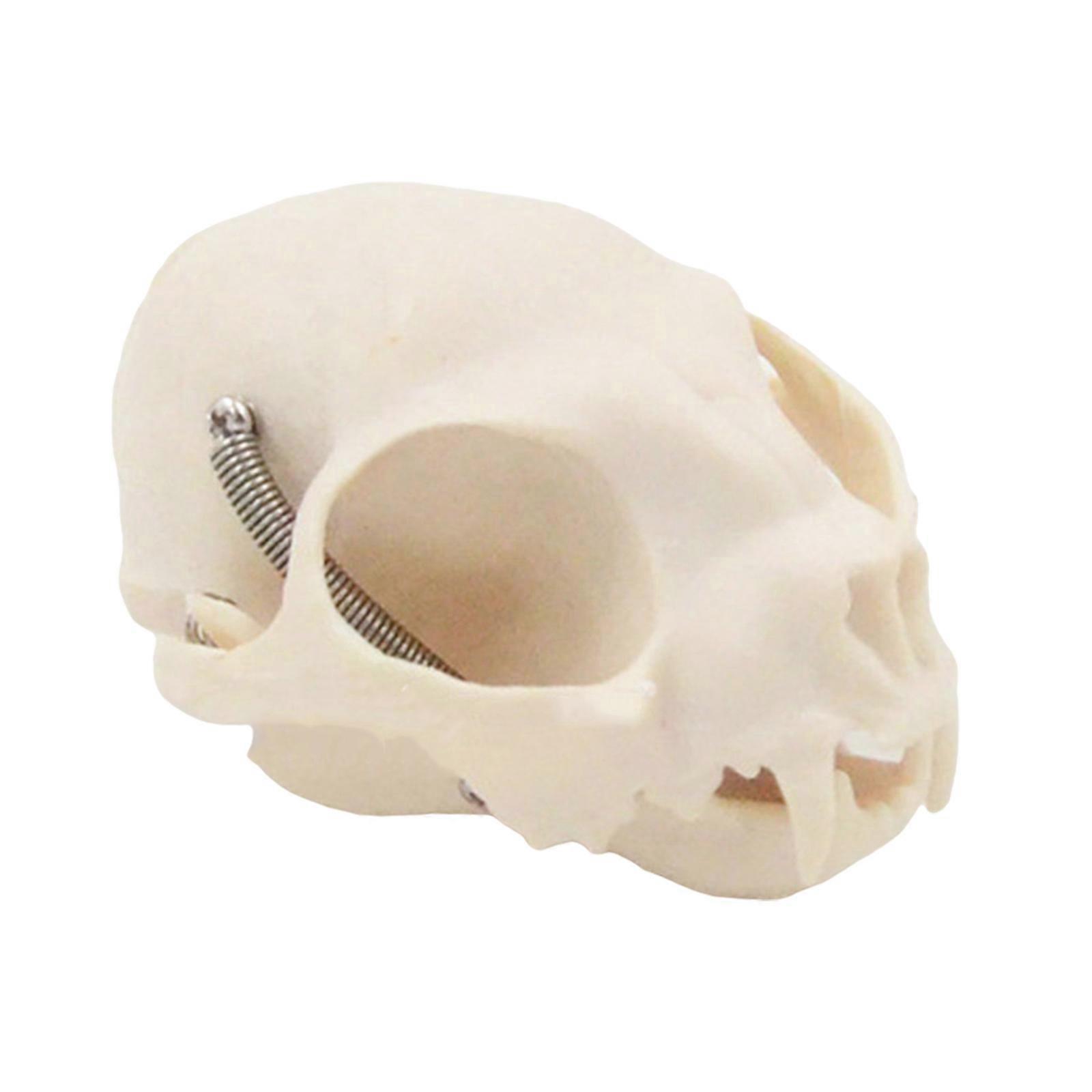 Cats Head Skeleton Model for Veterinary Education and Display Anatomical Cats Head Bone Model Felidae Head Bone Model Multicolor