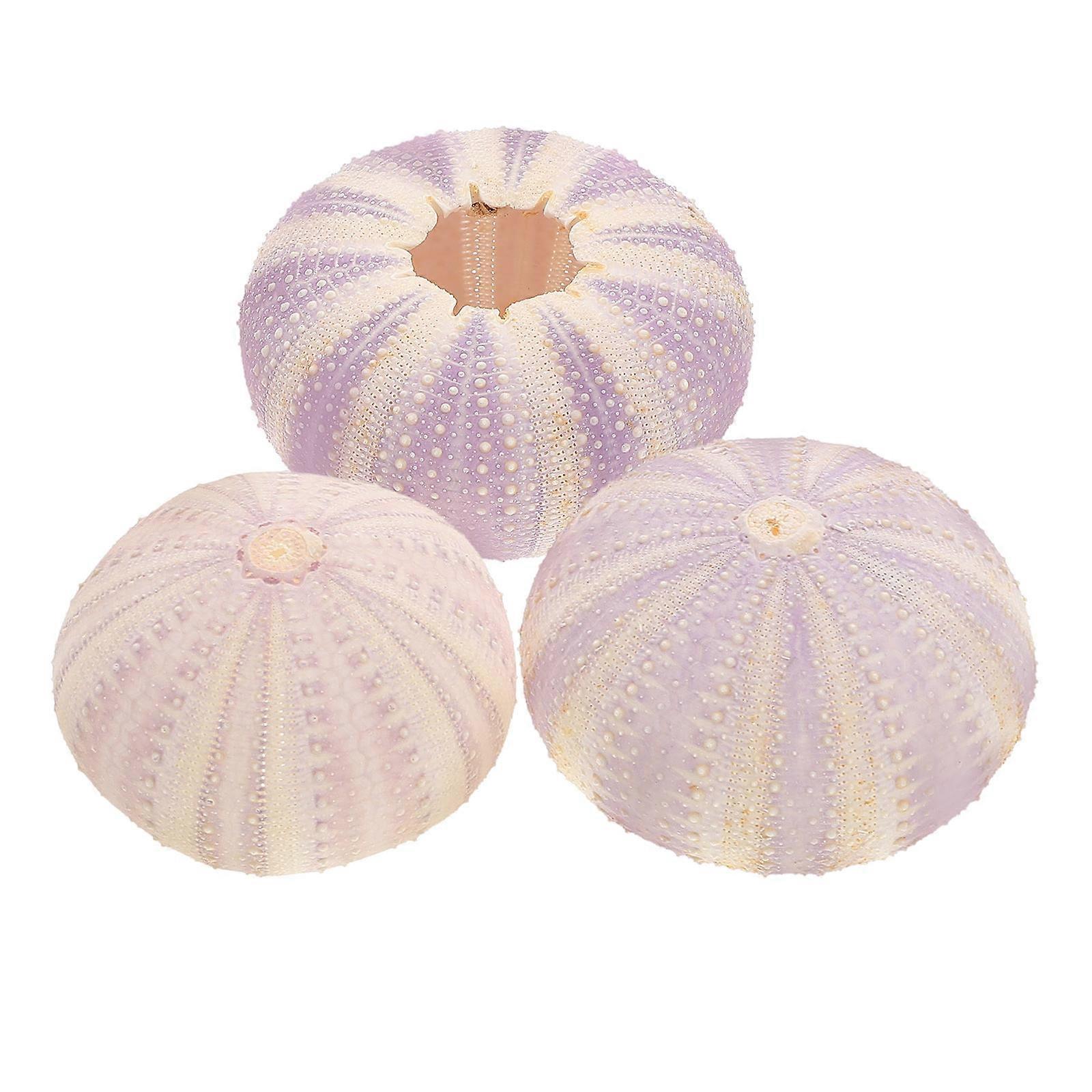 Succulent Display Sea Shell Containers Special Shape Design For Room Decoration Assorted Color 3Pcs
