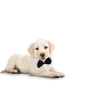 Dog Bow Tie Puppy Pet Bowtie Collar Cat Neck Tie for Puppy Kitty - Size S(Black & White)