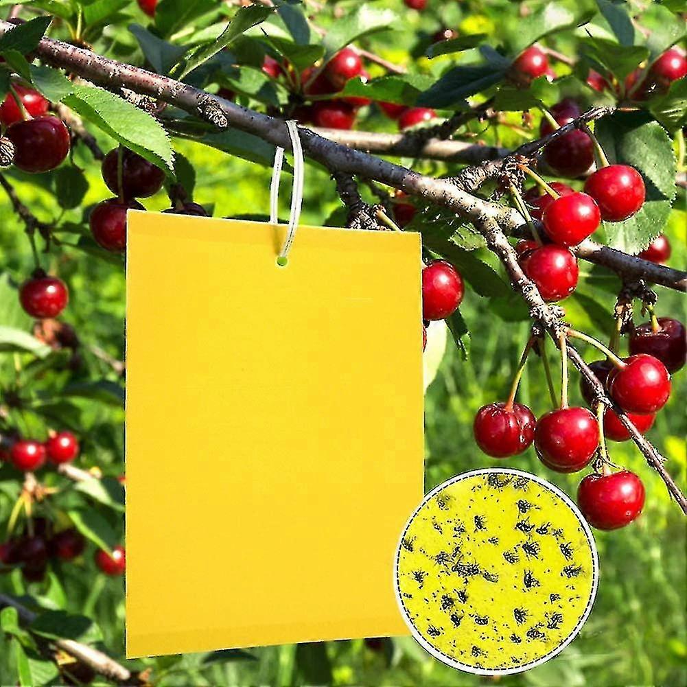 50 Gelbe Bretter zur Bekämpfung von Pilzmücken 20cmx15cm, Premium Yellow Sticker Fly Trap, Yellow Plug Against Cherry Fruit Fly, Caterpillar Glue, ...