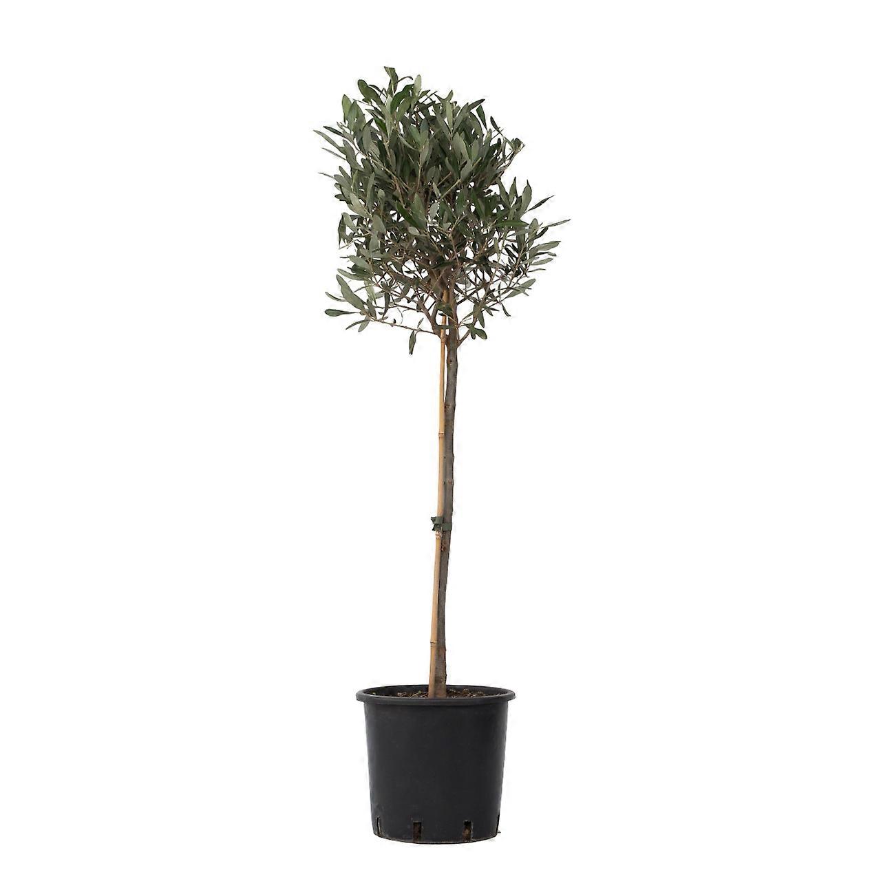 Common Olive tree - Olea europaea - Height 90-100cm - ⌀21cm