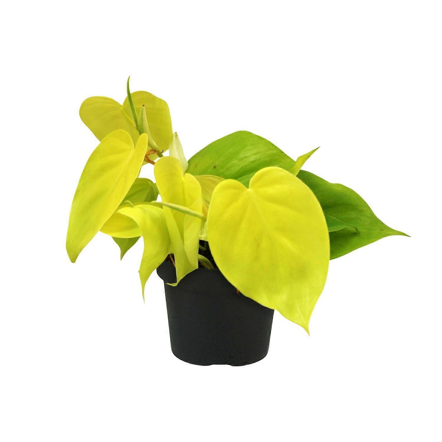 Philodendron Lime - 20cm - Ø12cm