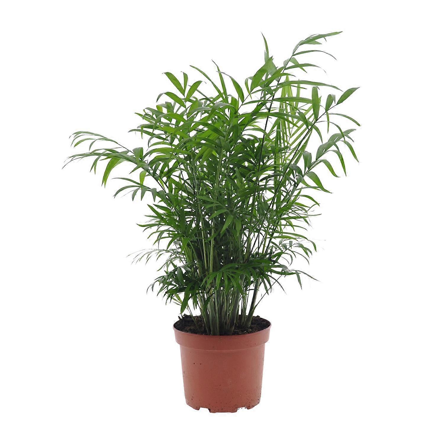 Chamaedorea Elegans - 40-50cm - Ø17cm