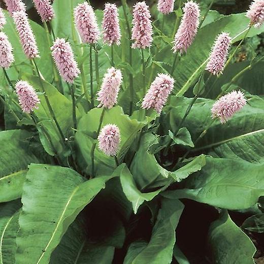 Persicaria Superba. Polygonum