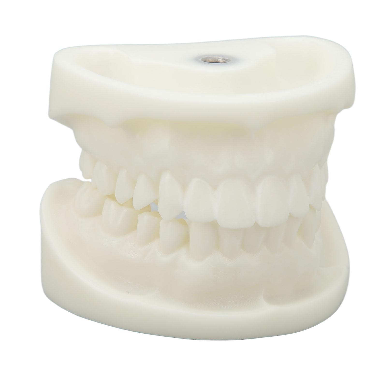 Tooth Model Educational Simulation White Corundum Dental Model for Teaching Study Supplies