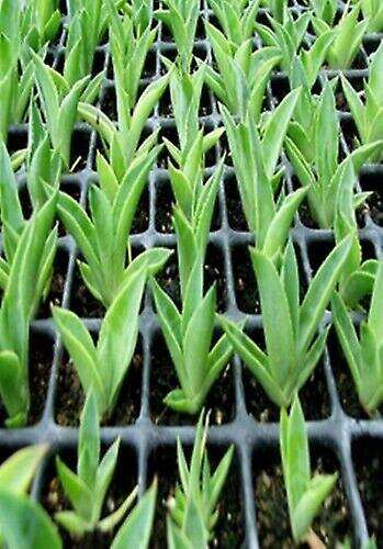 Hvordan forplante DVD (2006) cert E - Region 2