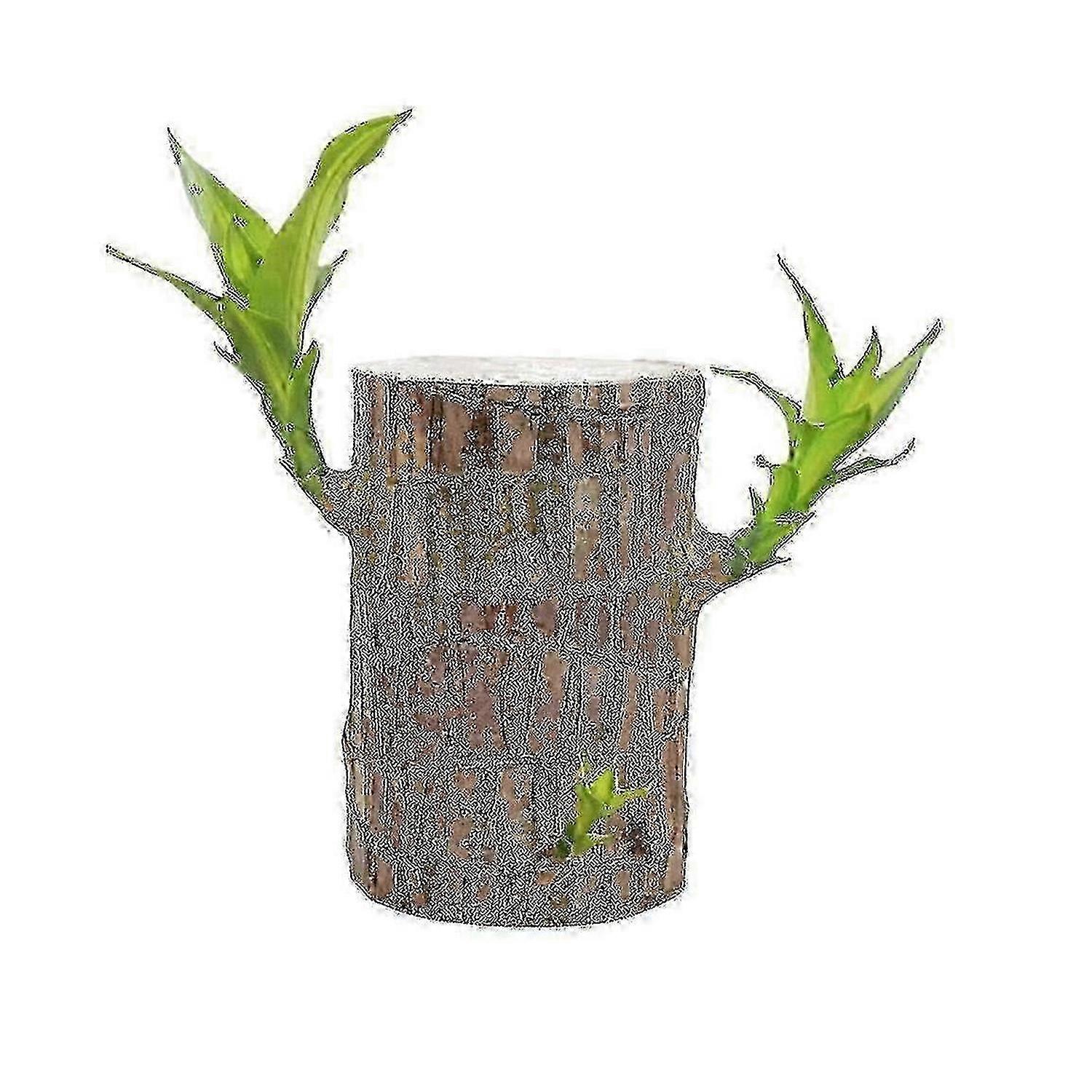 مباشرة من القاعدة ، نبات الخيزران البرازيلي المحظوظ ، مكتب مزروع بالمياه الداخلية