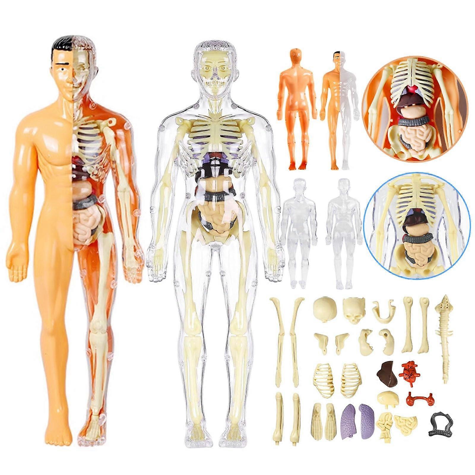3D Human Anatomy Model for Kids Half and Full Transparent Skeleton Educational DIY Science Kit