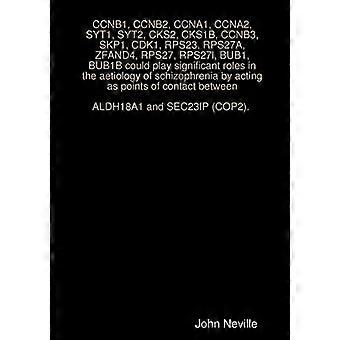 CCNB1, CCNB2, CCNA1, CCNA2, SYT1, SYT2, CKS2, CKS1B, CCNB3, SKP1, CDK1, RPS23, RPS27A, ZFAND4, RPS27, RPS27l, BUB1, BUB1B kan spille viktige roller
