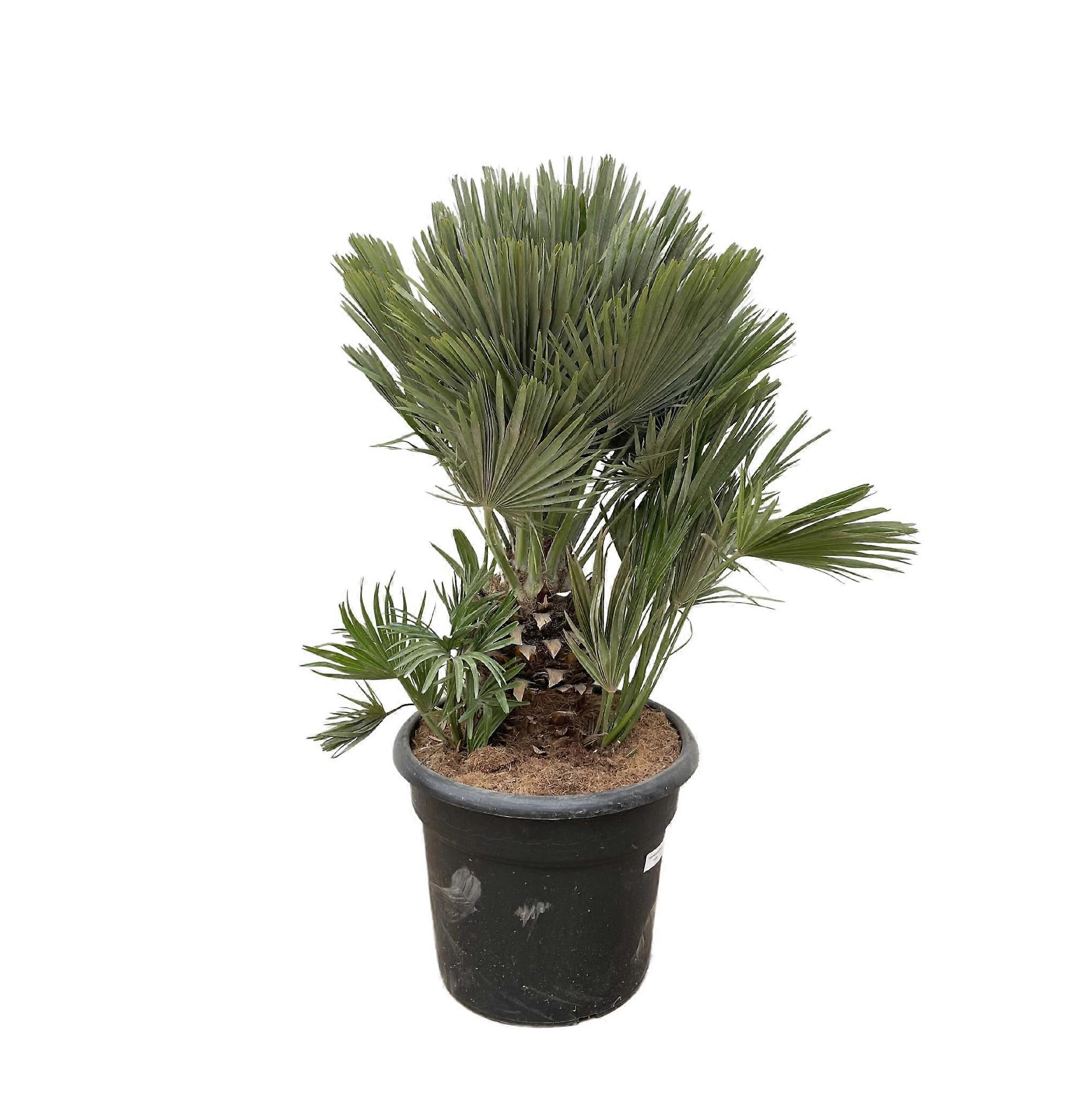 Chamaerops Humilis compact - 90-100cm - Ø45cm