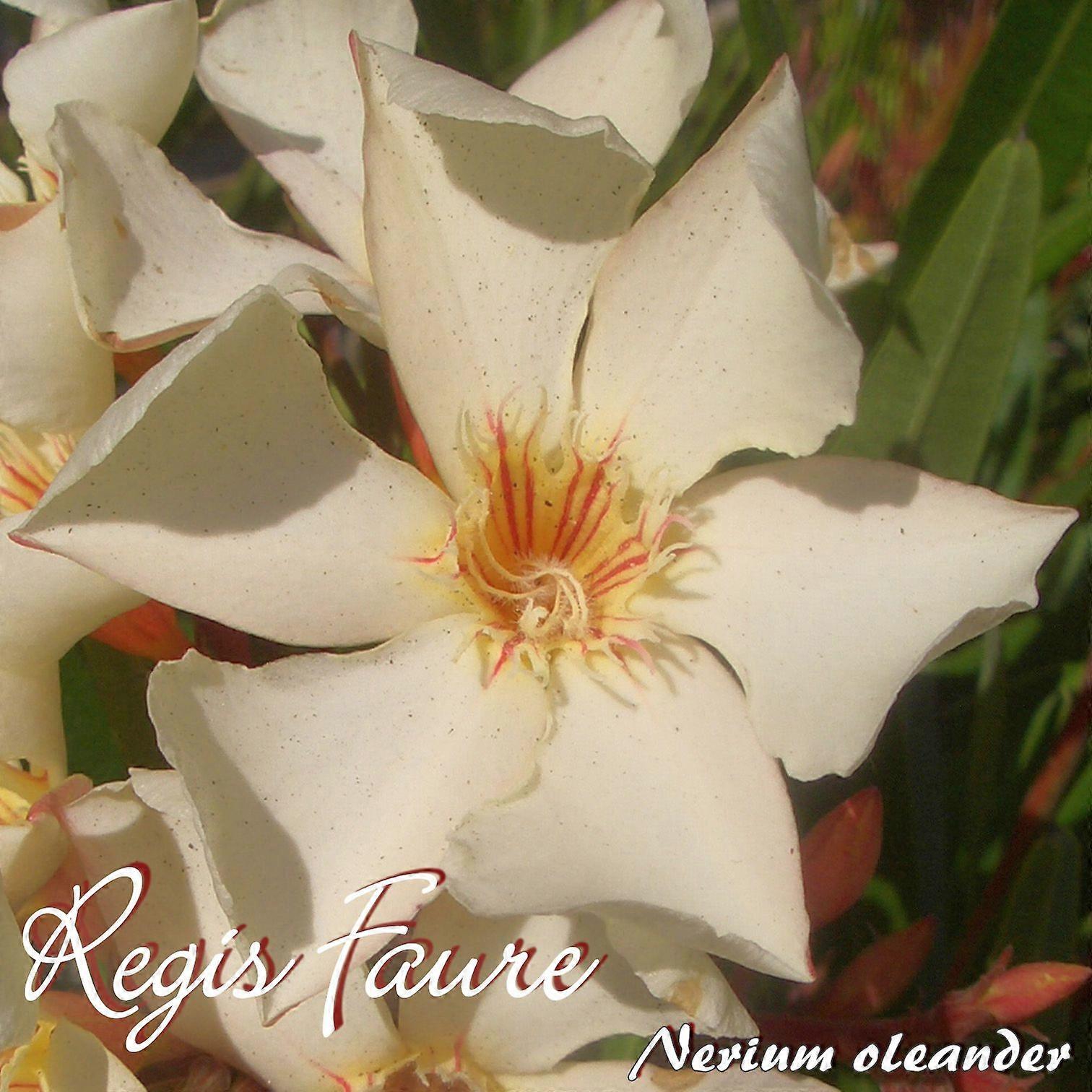 Oleander "Regis Faure" - Nerium oleander - Size C03