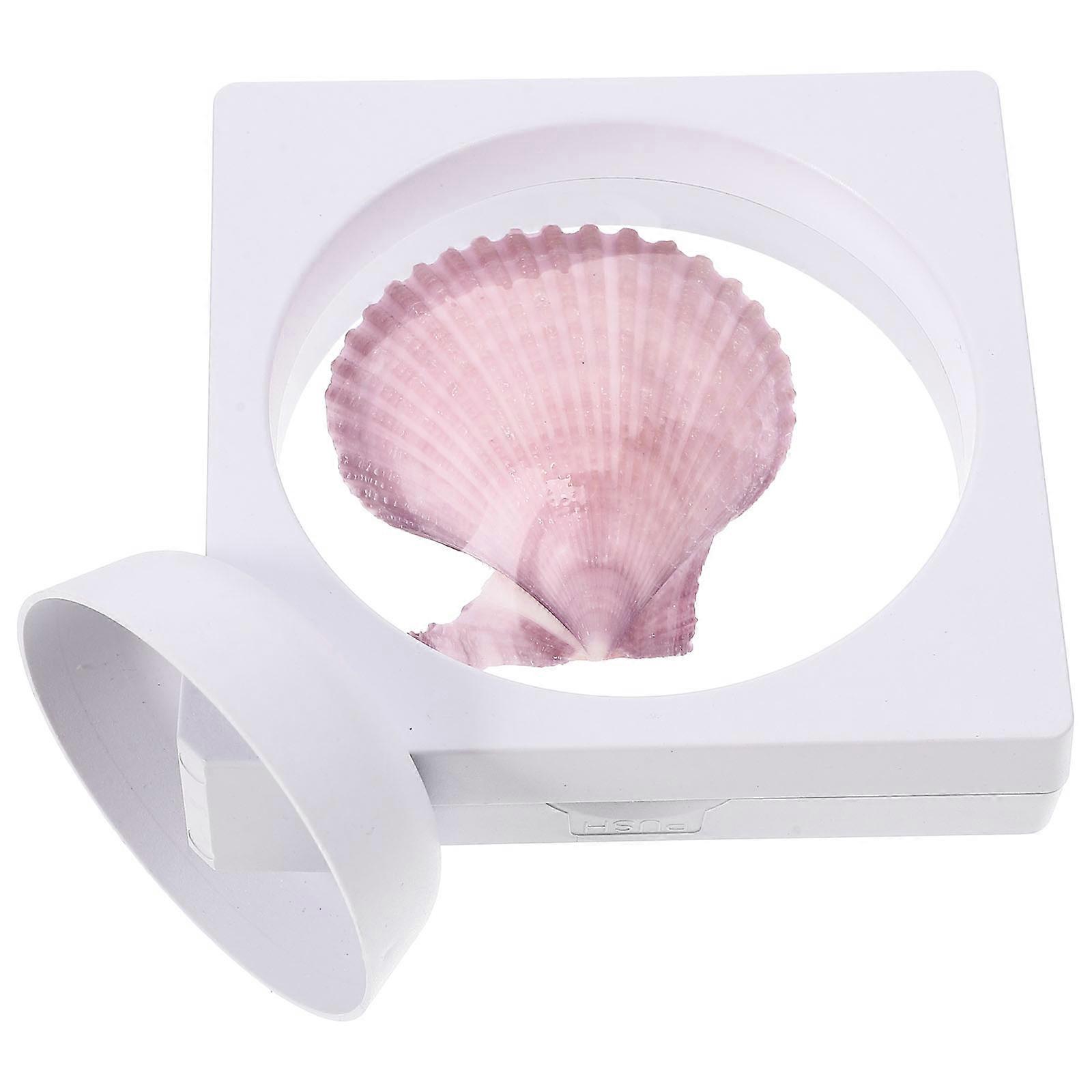 Conch Adorn Desktop Shell Decor for Decoration 4Pcs Multi Color