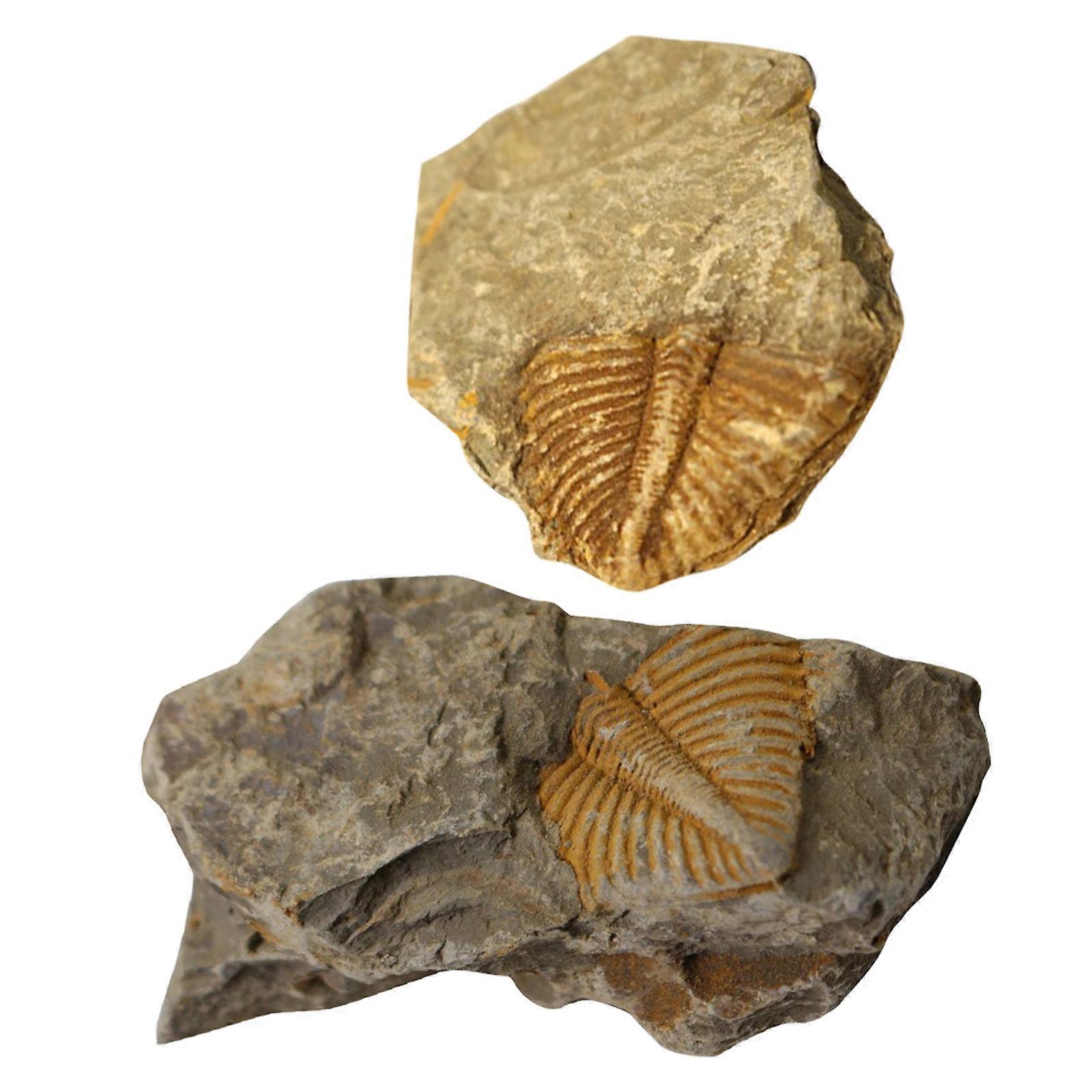 2Pcs Trilobite Teaching Tool for Science Learning Assorted Color