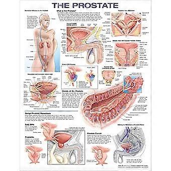 Anatomische Tabelle der Prostata