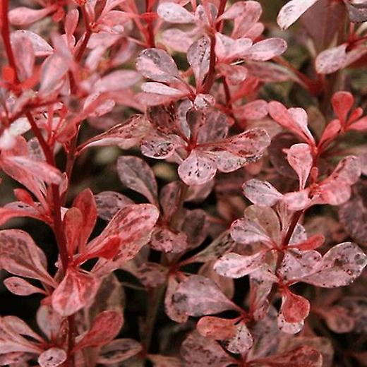 Berberis Arlekin. Japońska berberyjska.