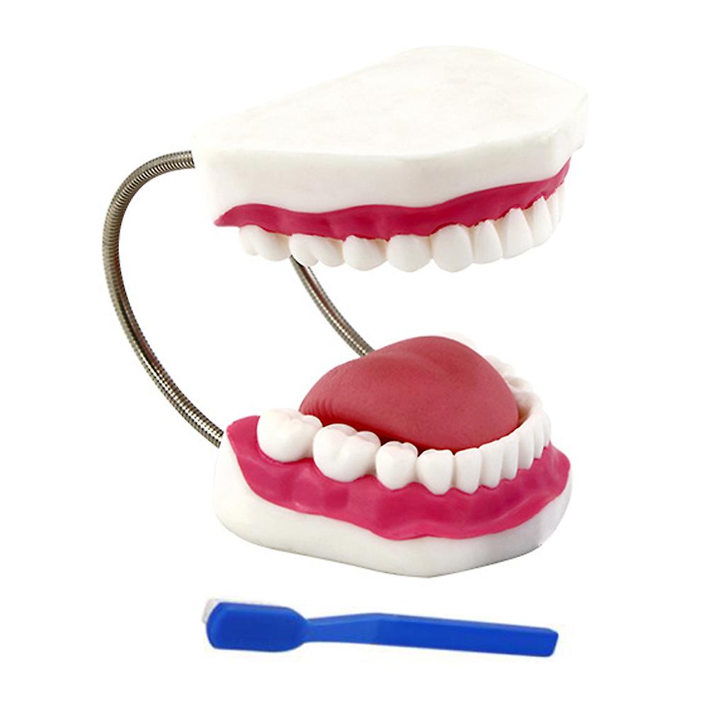 Human Teeth Model Especially for Student Teacher Professor in Iatrical School