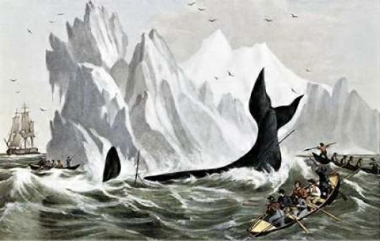 Capturing The Whale Poster