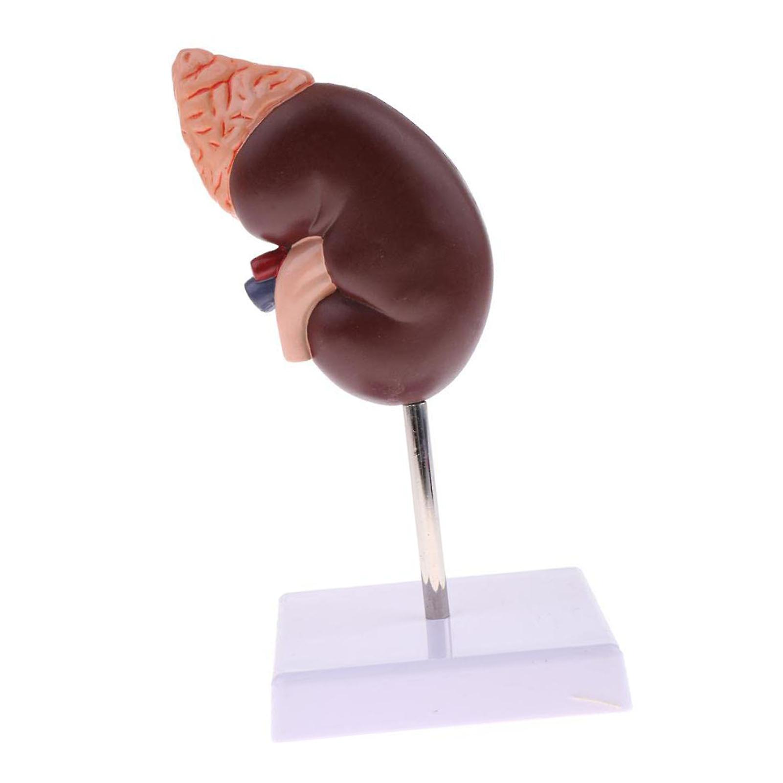 Kidney Model Anatomy Teaching Tool, Painted PVC, Educational