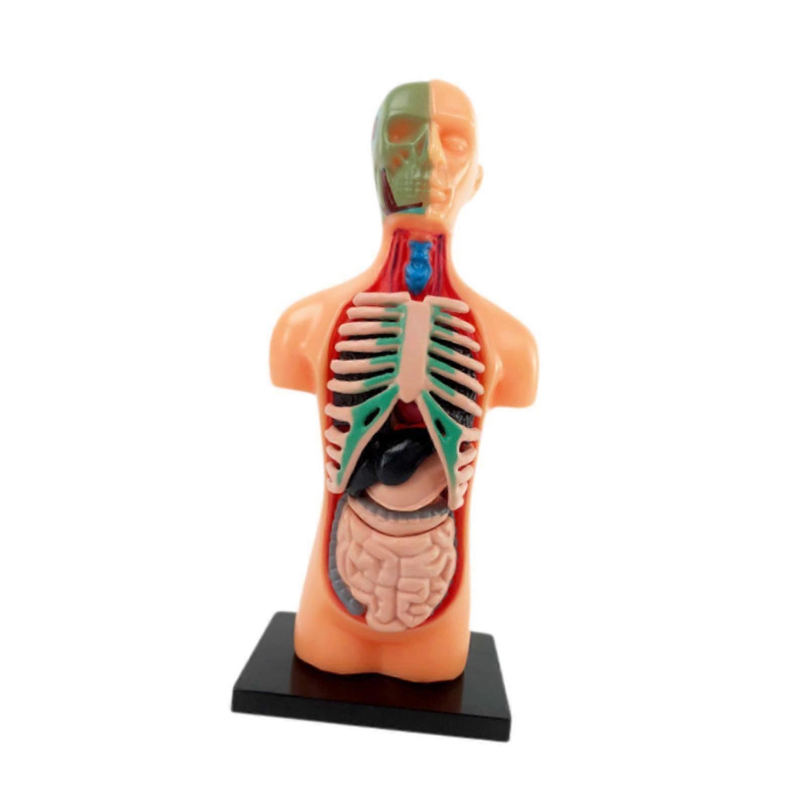 Human Body Model Human Torso Model for Teaching Supplies Demonstration Class