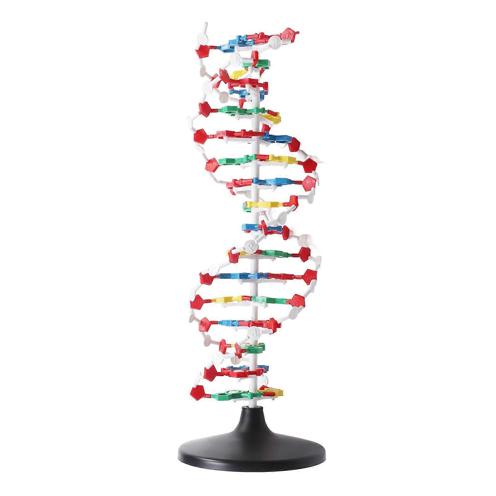 DNA-strukturmodel Plastisk pædagogisk DNA dobbelt helix-model undervisningsudstyr