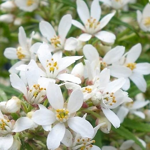 Choisya White Dazzler. Azahar mexicana.