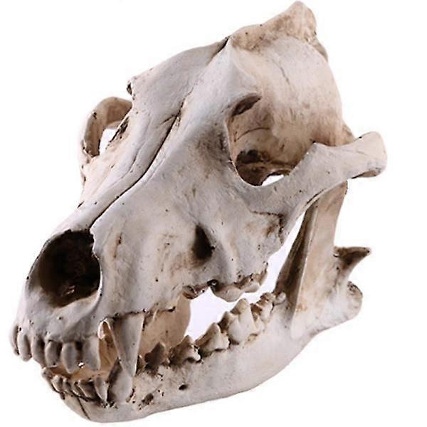 Wolf Skull Replica, Animal Skull Life Model Wolf Skull Model