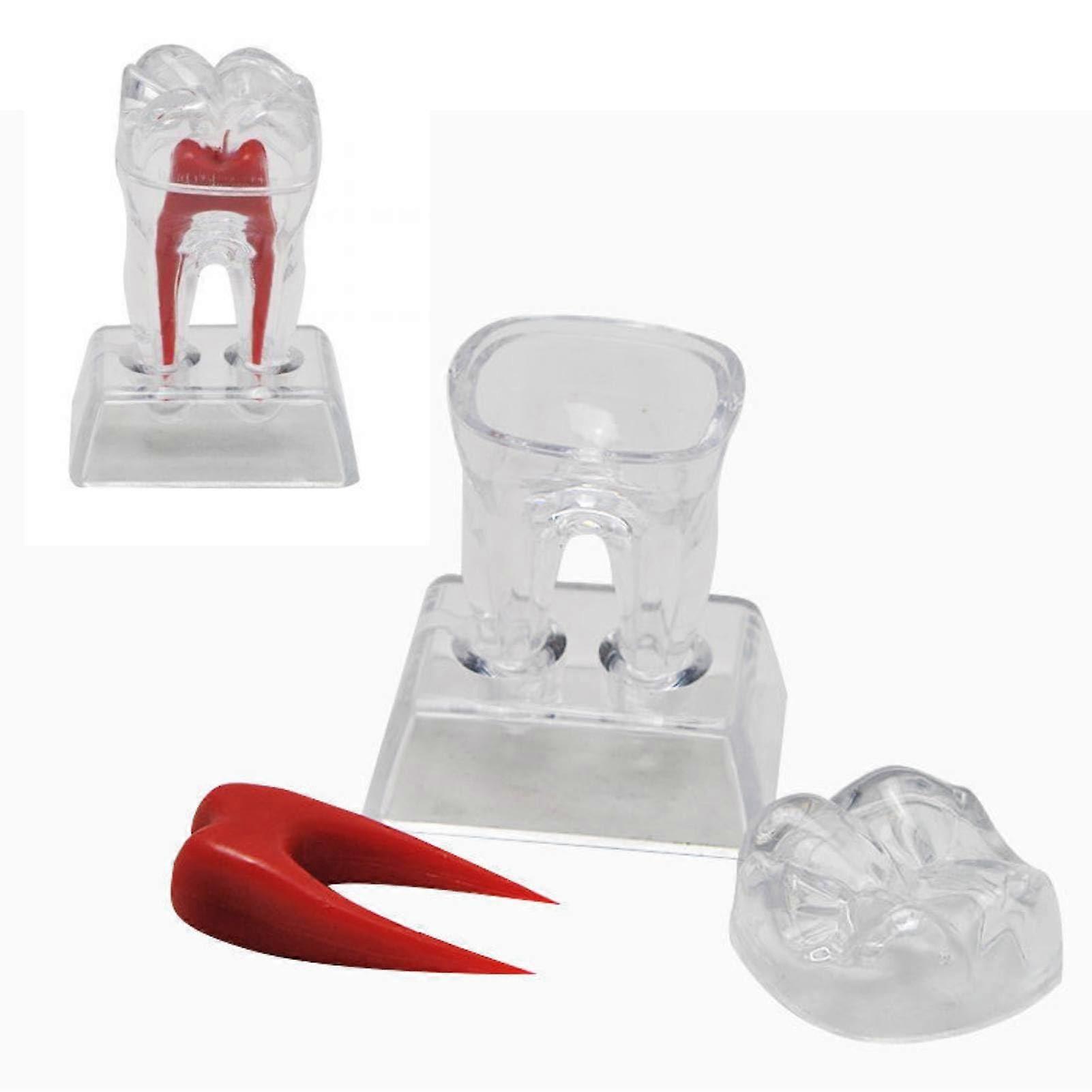 Dental Teaching Model with Separable Teeth for Student Educational Training and Durable Plastic Construction