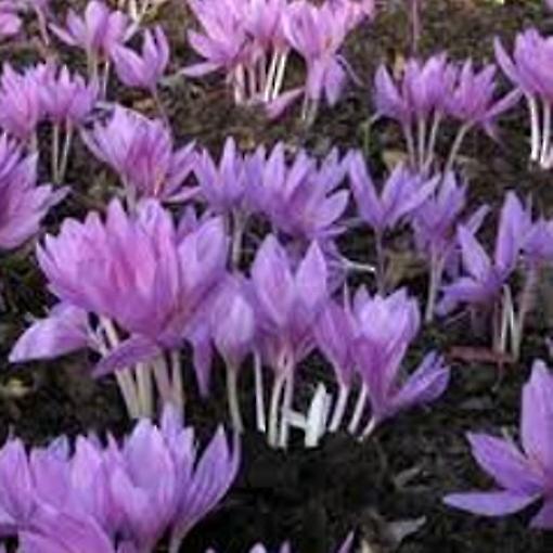 Colchicum Lilac Wonder