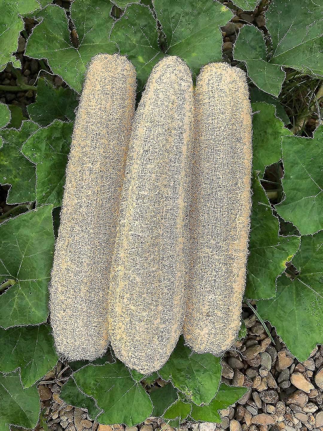 3 stk eksfolierende kroppssvamp for menn og kvinners daglige dusj