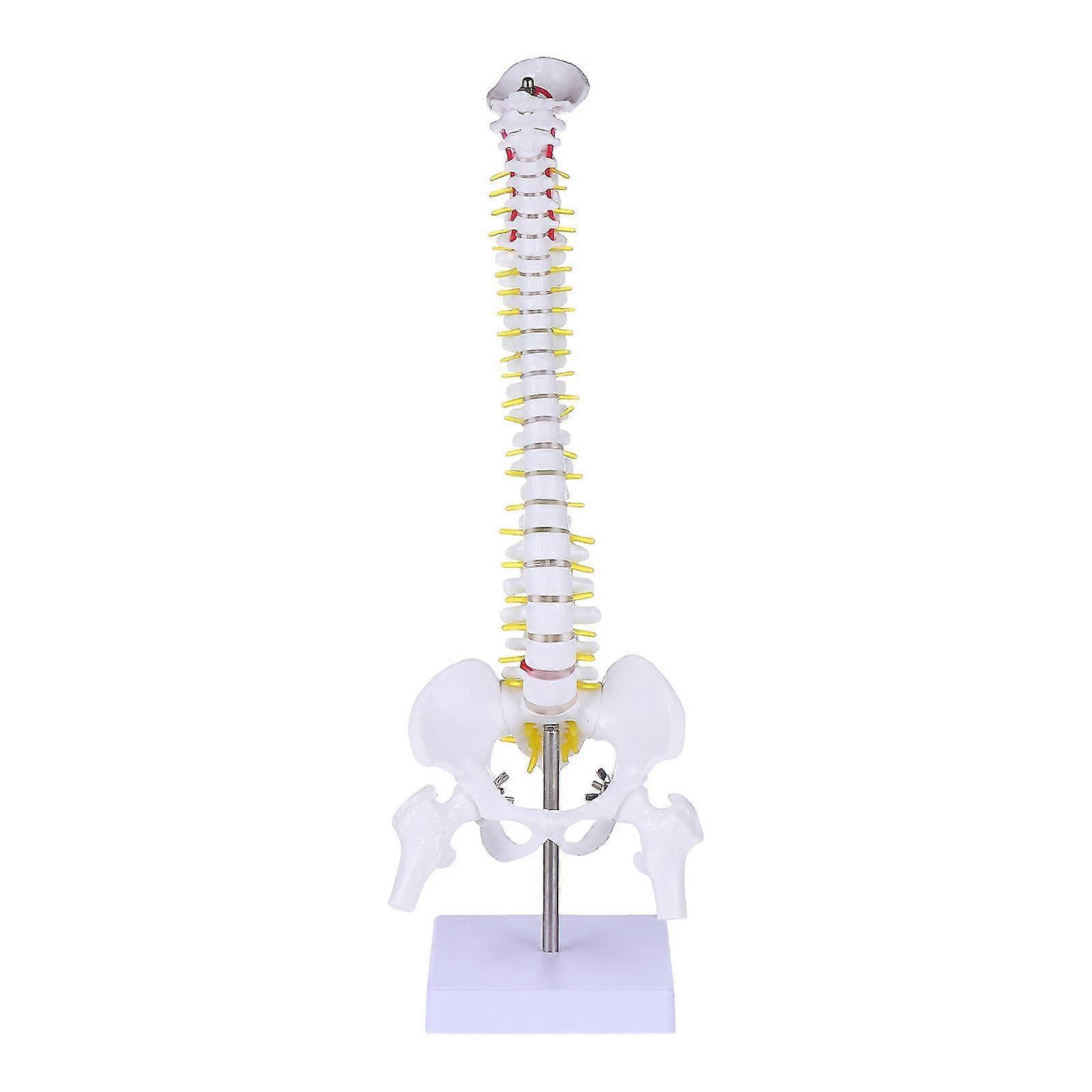 1pc Human Spine Model Human Bone Tailbone Pelvis Model For Medical Training