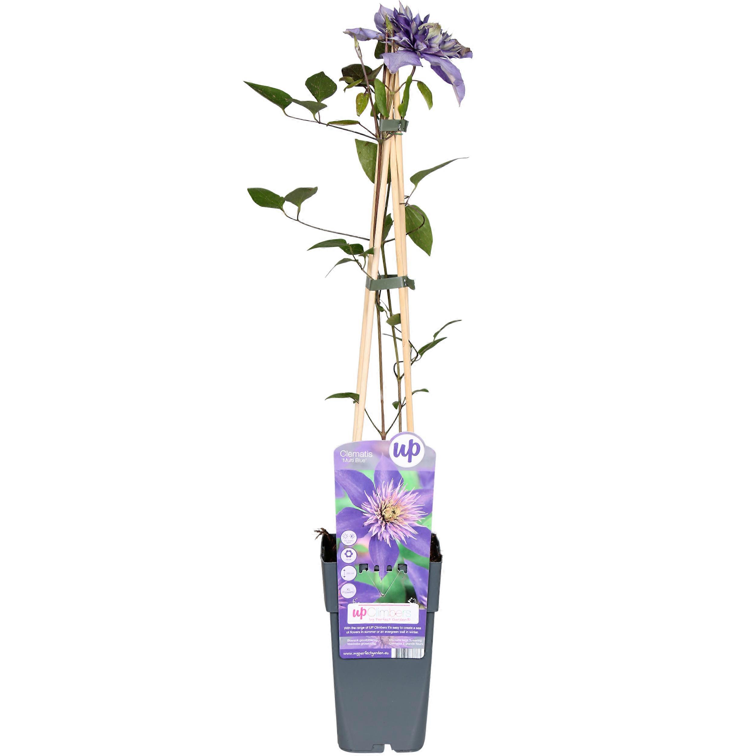 Clematis Multi Blue - 55-65cm - Ø15cm