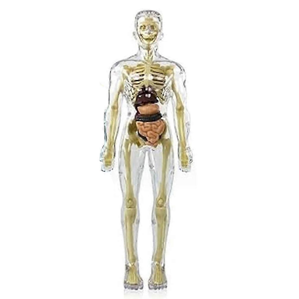 3D Human Body Torso Anatomy Model with Removable Parts, DIY Skeleton Toy